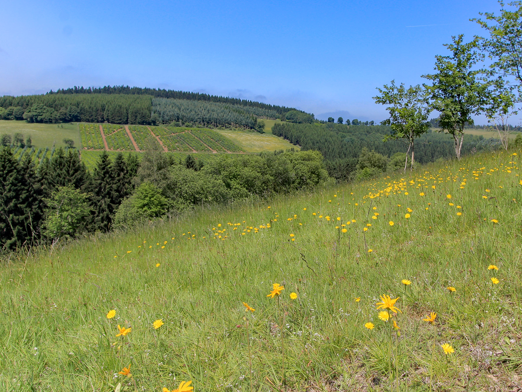 Bergwiese