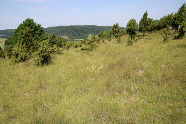  Bromus erectus 