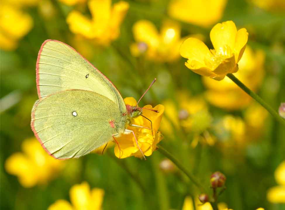 Colias palaeno