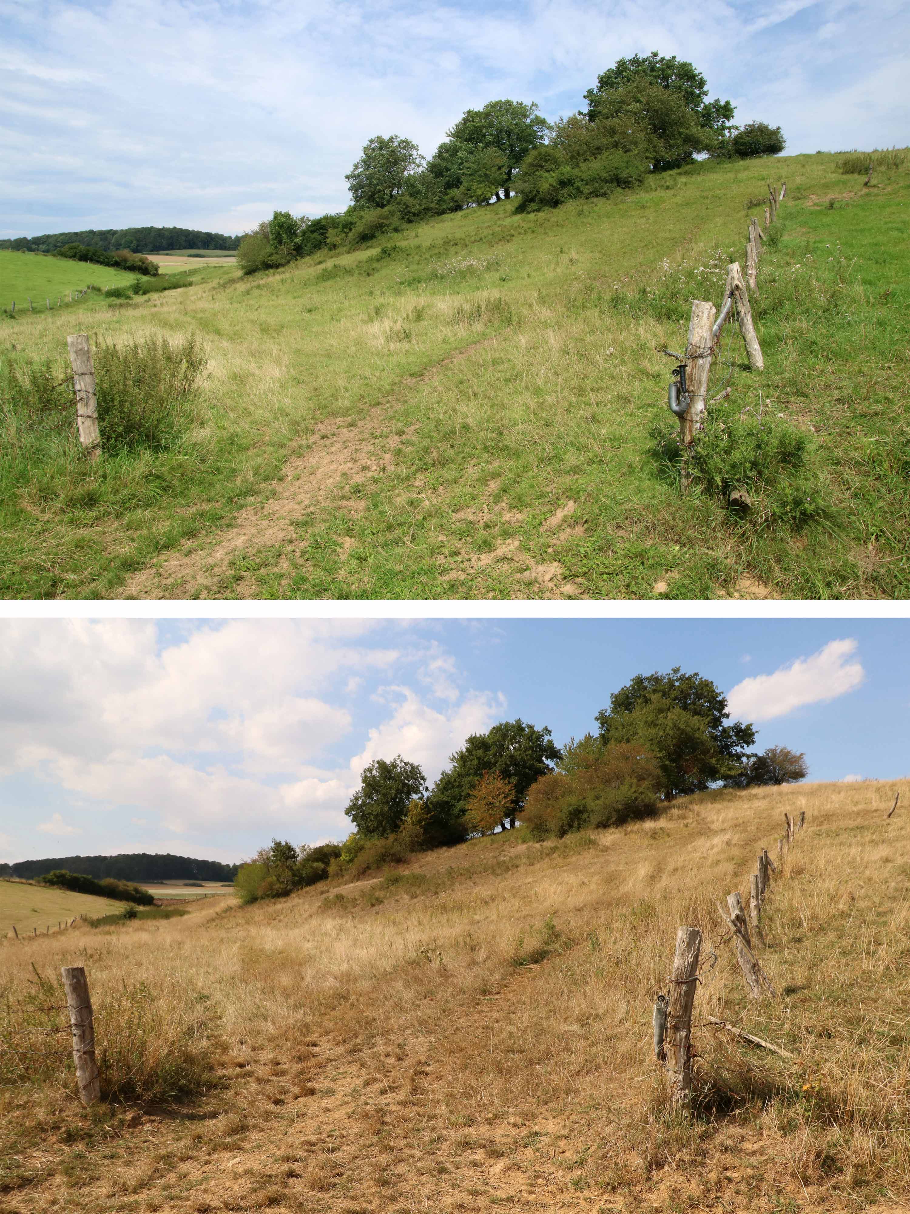  Duerre Rinderweide Niedermeiser 