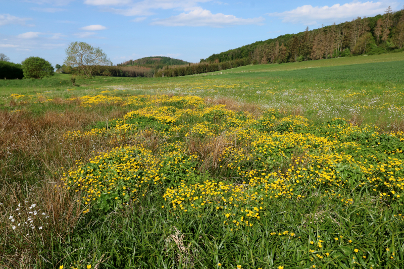  Feuchtgr&uuml;nland 