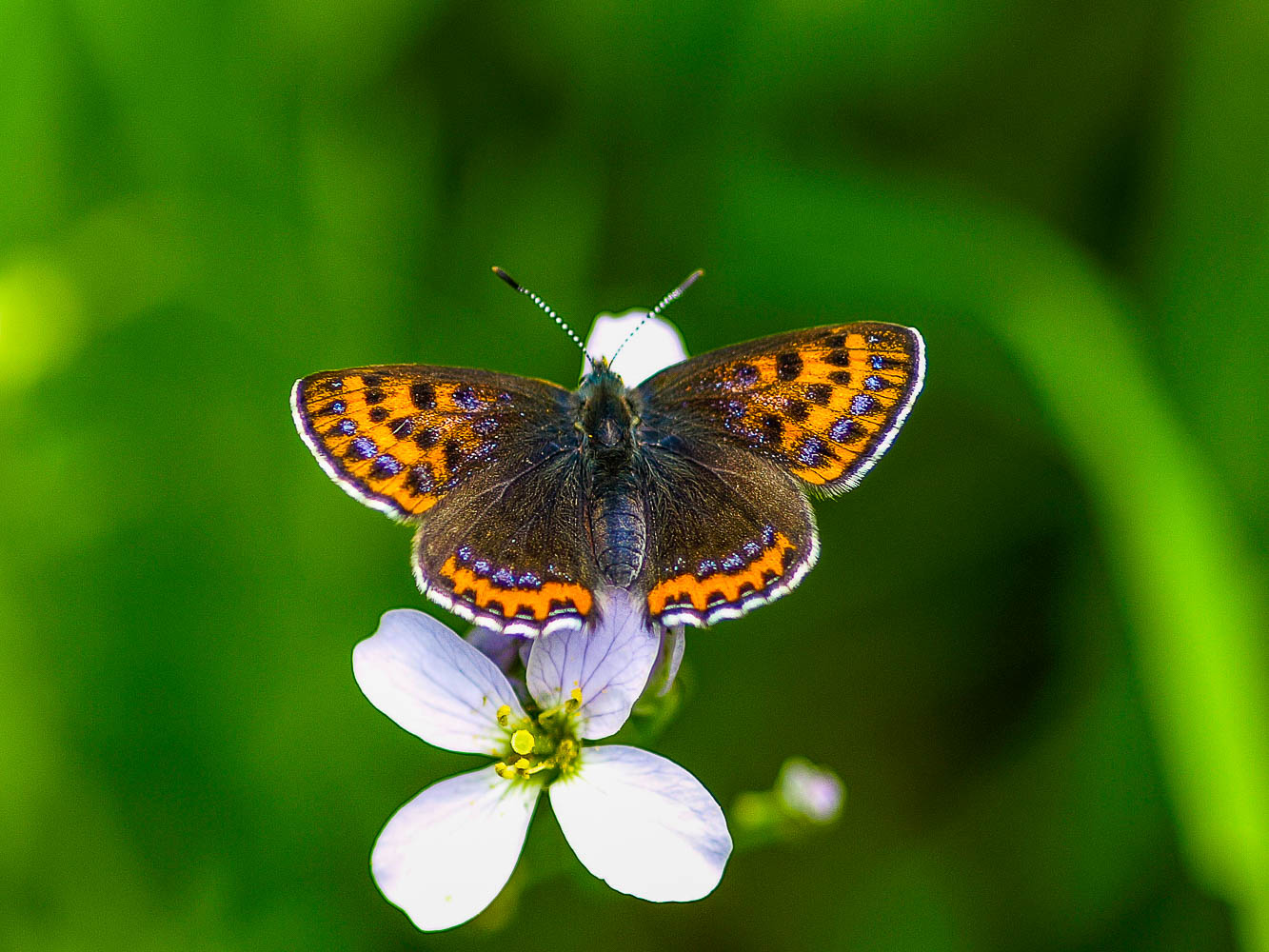Lycaena helle