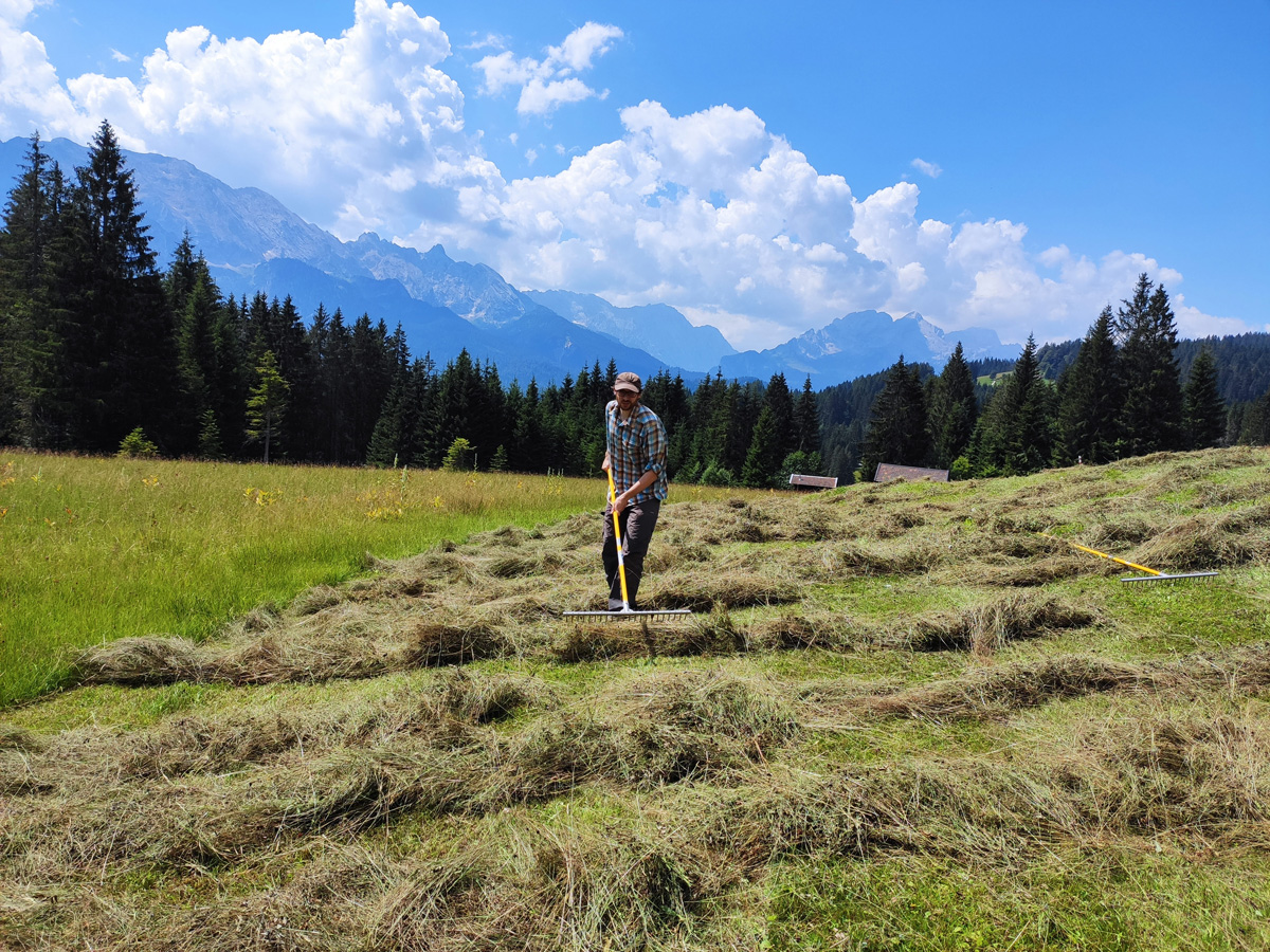 Wiesenmahd